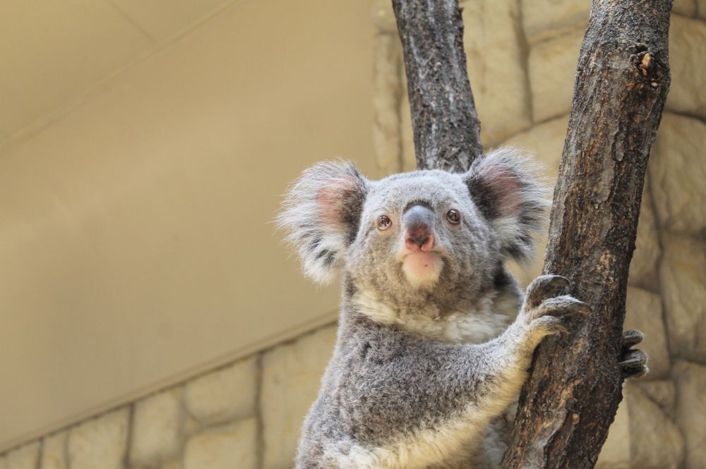 コアラ 動物園の仲間たち 東山動植物園