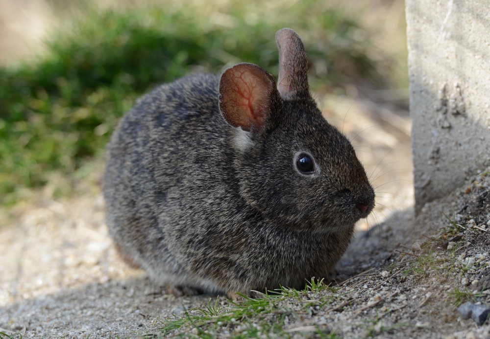 メキシコウサギ 動物園の仲間たち 東山動植物園