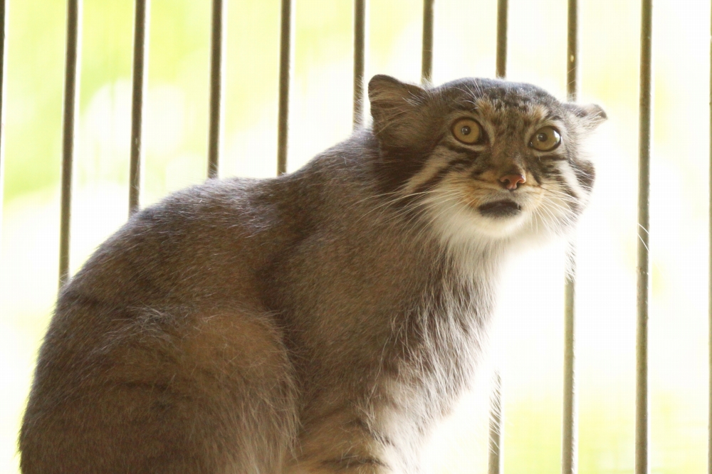 マヌルネコ 動物園の仲間たち 東山動植物園