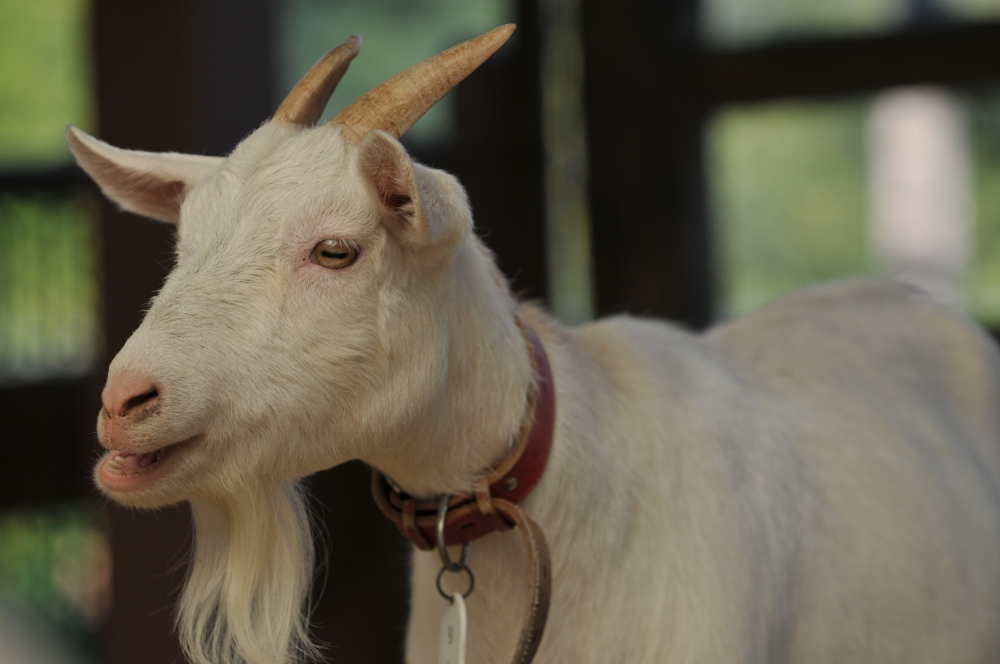 ヤギ 動物園の仲間たち 東山動植物園