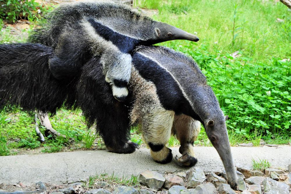 オオアリクイ 動物園の仲間たち 東山動植物園