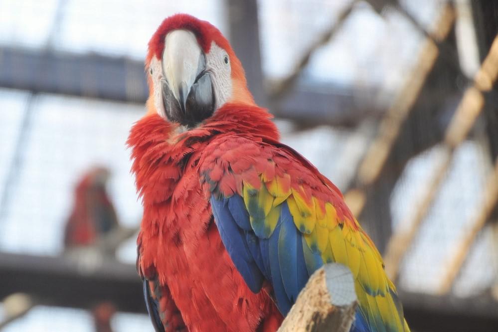 アカコンゴウインコ|動物園の仲間たち|東山動植物園