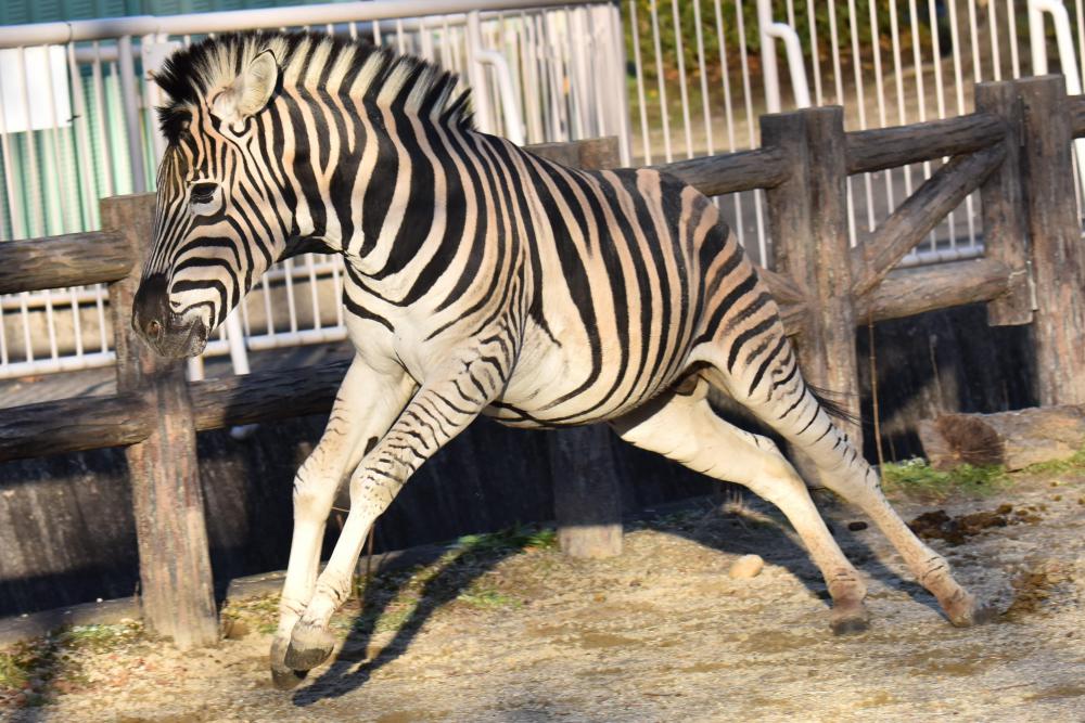 チャップマンシマウマ 動物園の仲間たち 東山動植物園