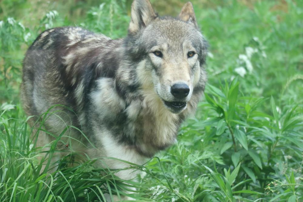 シンリンオオカミ 動物園の仲間たち 東山動植物園