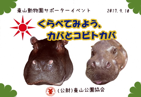 カバとコビトカバを比べてみると オフィシャルブログ 東山動植物園