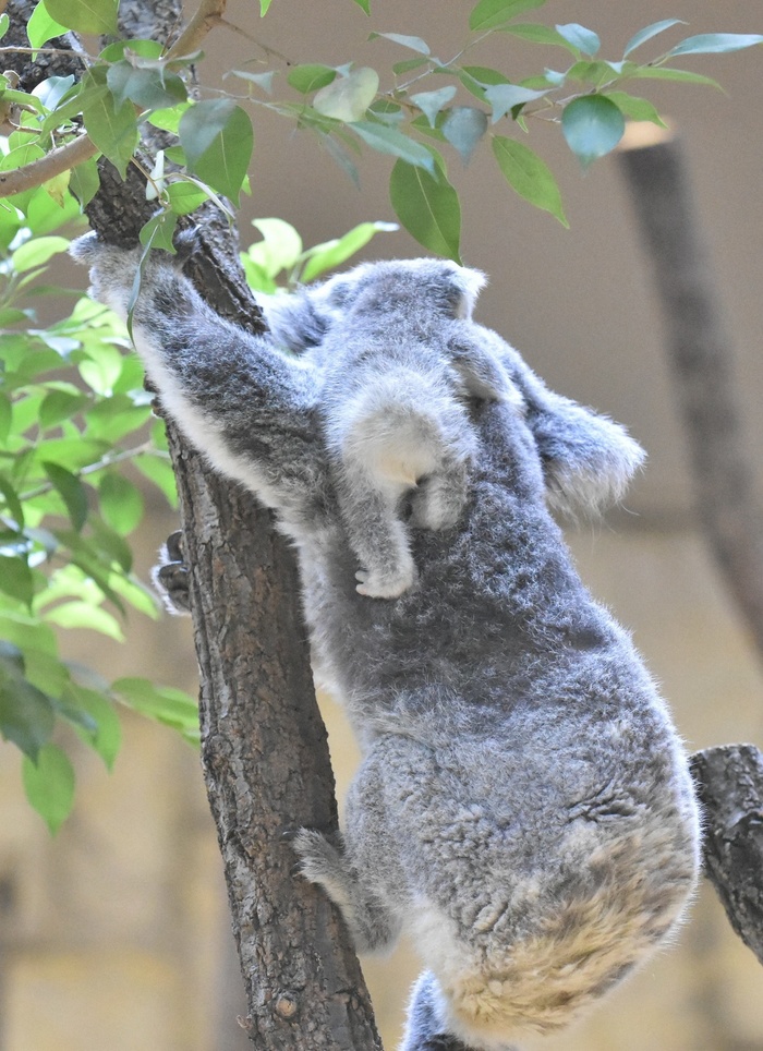 赤ちゃんコアラも落ちません オフィシャルブログ 東山動植物園