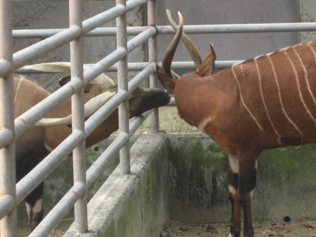 ボンゴが少し見にくくなっています オフィシャルブログ 東山動植物園