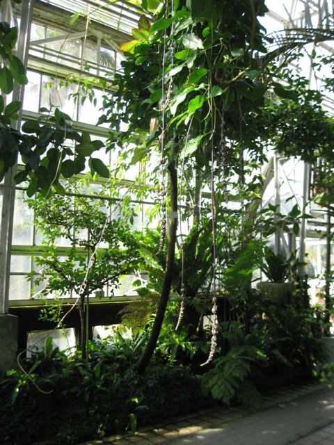 今年は豊作 温室のヒスイカズラ オフィシャルブログ 東山動植物園