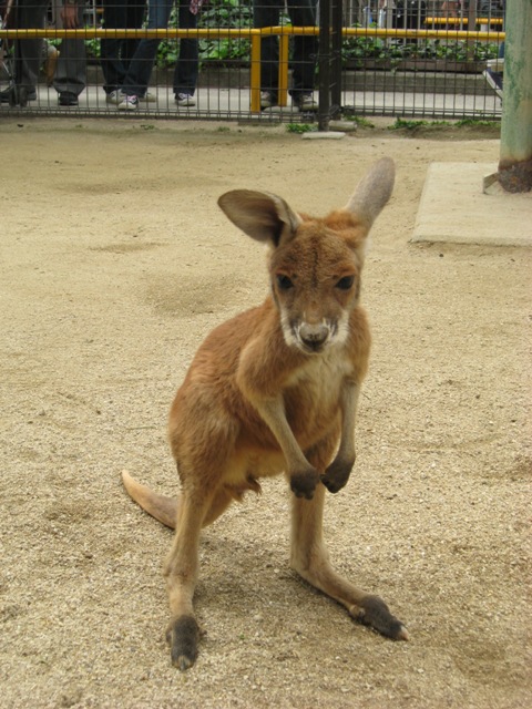 カンガルー の 赤ちゃん