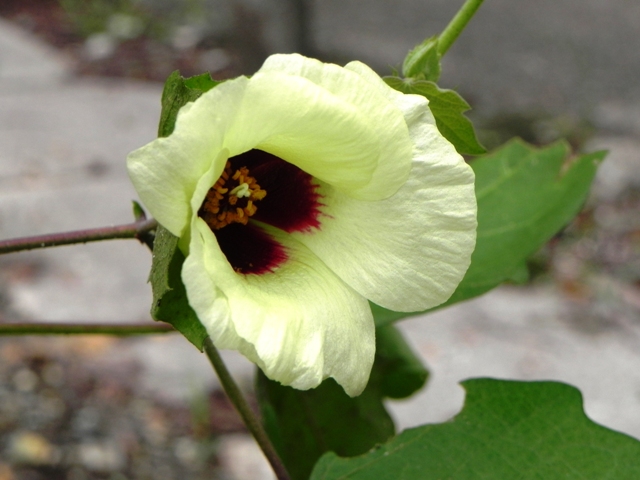 ワタの花が咲き始めました オフィシャルブログ 東山動植物園