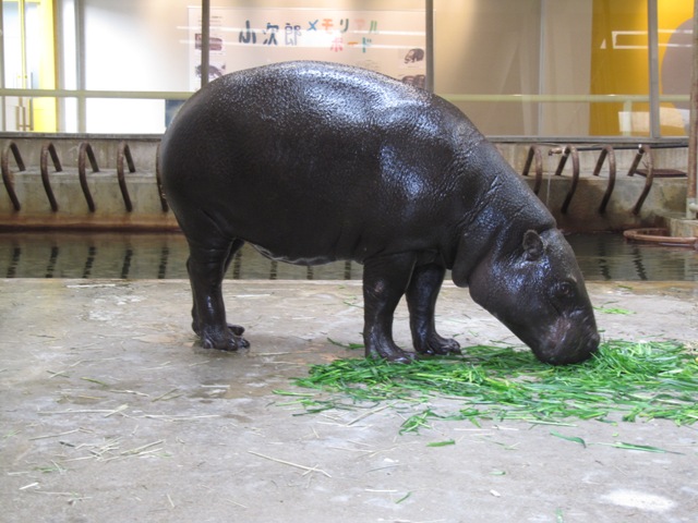 上野動物園からコビトカバがやってきた オフィシャルブログ 東山動植物園