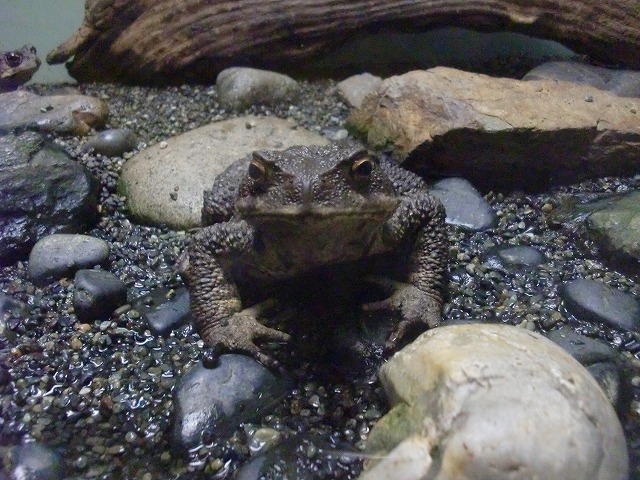 ナガレヒキガエル オフィシャルブログ 東山動植物園