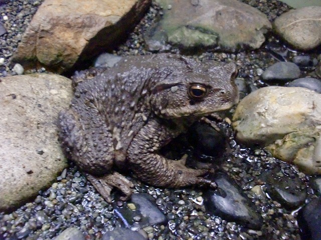 ナガレヒキガエル オフィシャルブログ 東山動植物園