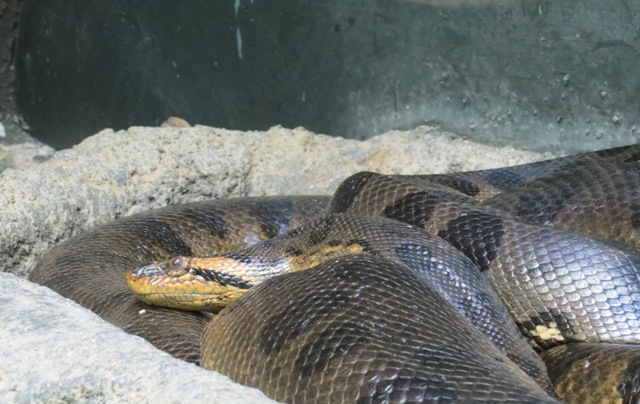 ア アナコンダ オフィシャルブログ 東山動植物園