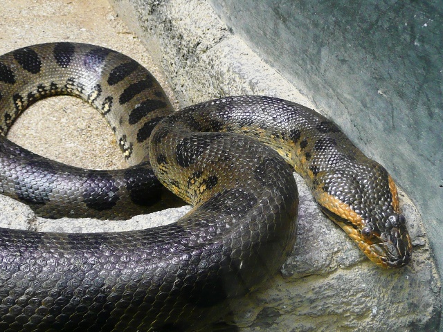 落語の中の動物 蛇 オフィシャルブログ 東山動植物園