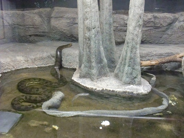 ヘビの脱皮 オフィシャルブログ 東山動植物園