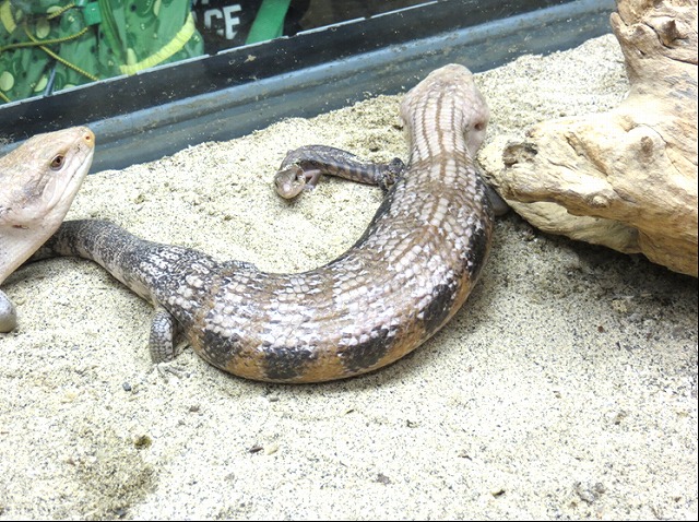 キタアオジタトカゲの子供たち オフィシャルブログ 東山動植物園