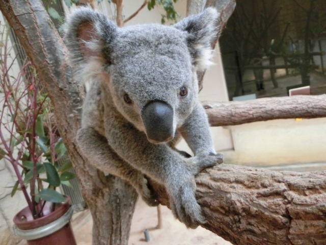 コアラのイメージ オフィシャルブログ 東山動植物園
