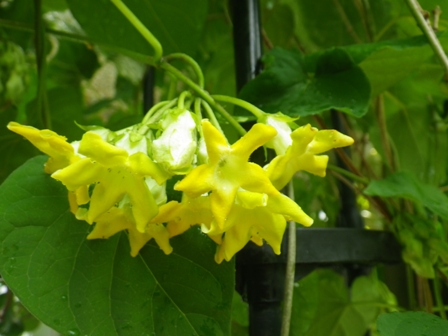 なんていい香り イエライシャンが咲いています オフィシャルブログ 東山動植物園