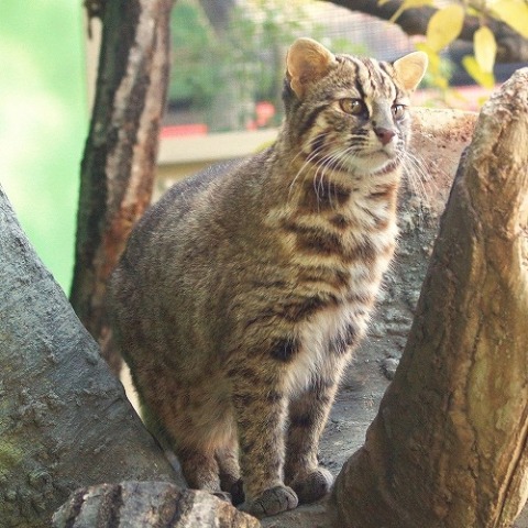 とらやまにちなんで オフィシャルブログ 東山動植物園