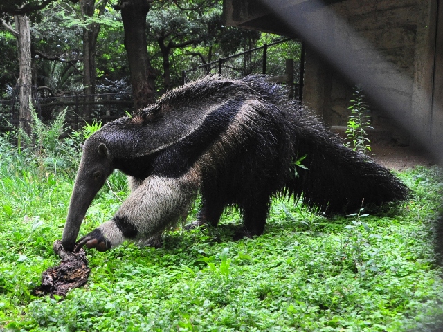 80th ズーボが行く オオアリクイはなにを食う オフィシャルブログ 東山動植物園
