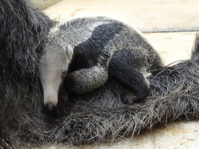 オオアリクイの赤ちゃん見えるかな オフィシャルブログ 東山動植物園