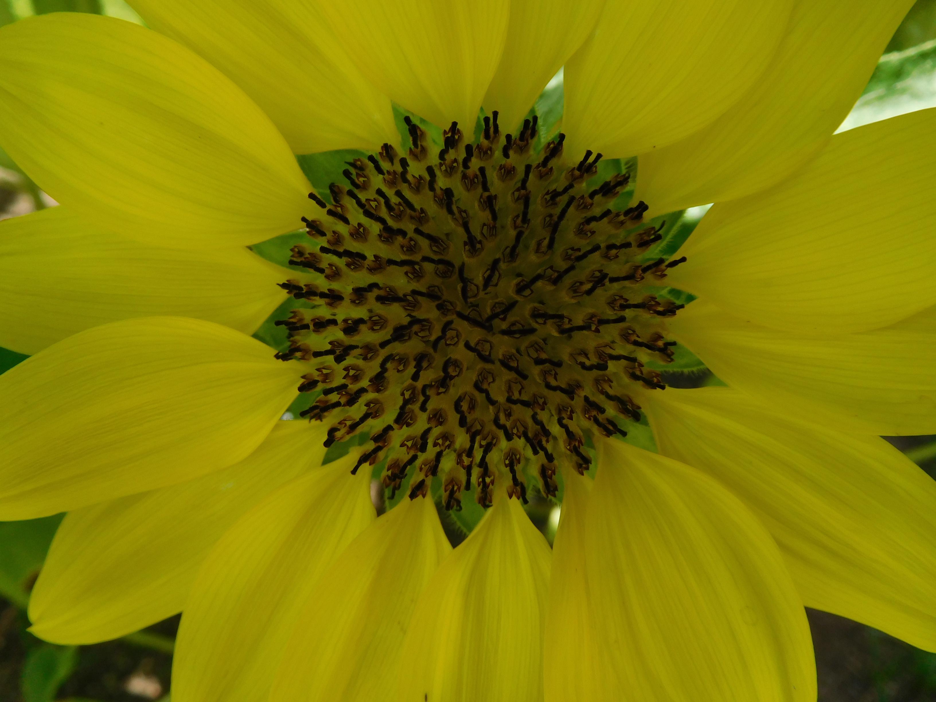 花の色 向日葵色 ひまわりいろ オフィシャルブログ 東山動植物園