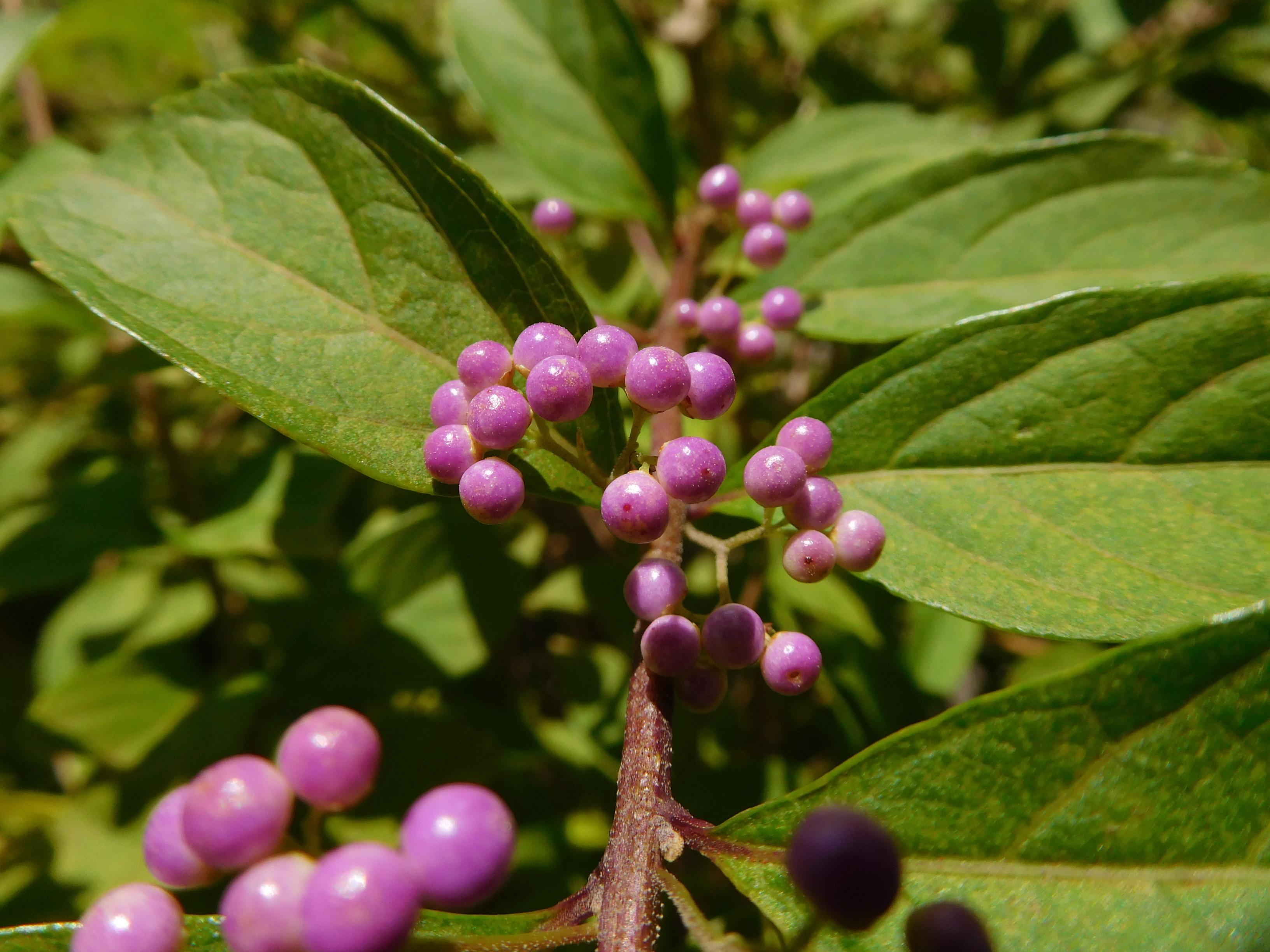 植物の色 小紫 こむらさき オフィシャルブログ 東山動植物園