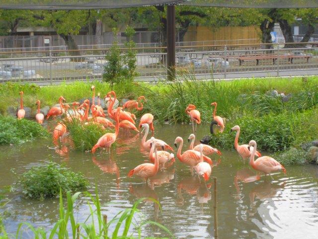 フラミンゴのお引っ越し オフィシャルブログ 東山動植物園