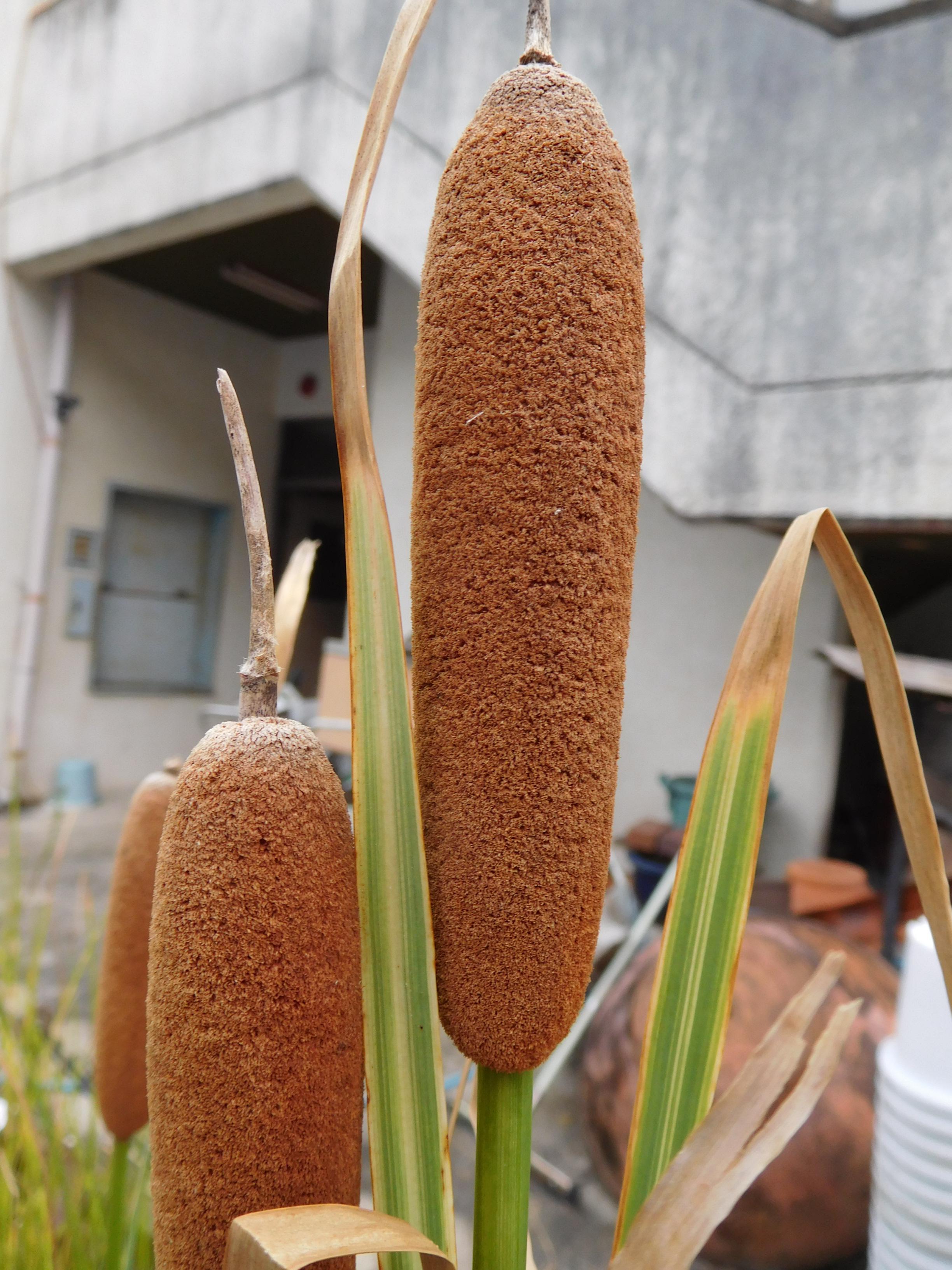 植物の色 蒲色 樺色 河馬色 かば色 オフィシャルブログ 東山動植物園