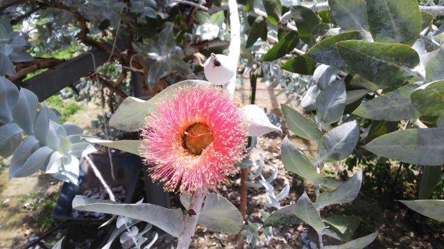 名古屋で一番大きなユーカリの花 オフィシャルブログ 東山動植物園