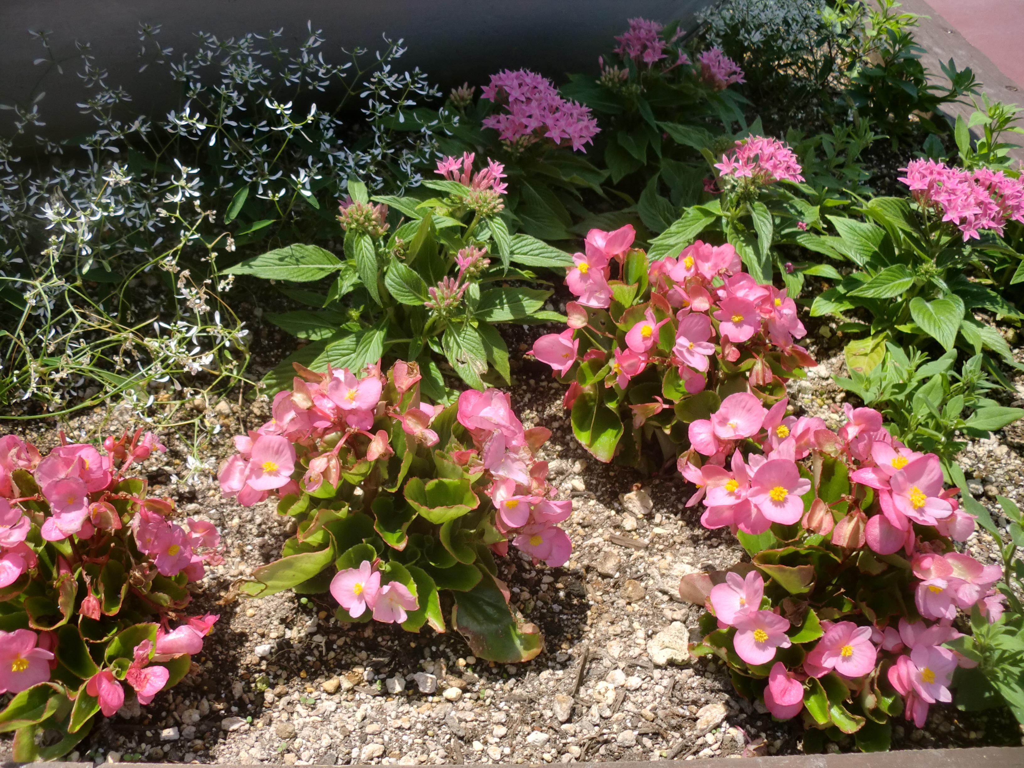 花壇のお花が変わりました オフィシャルブログ 東山動植物園