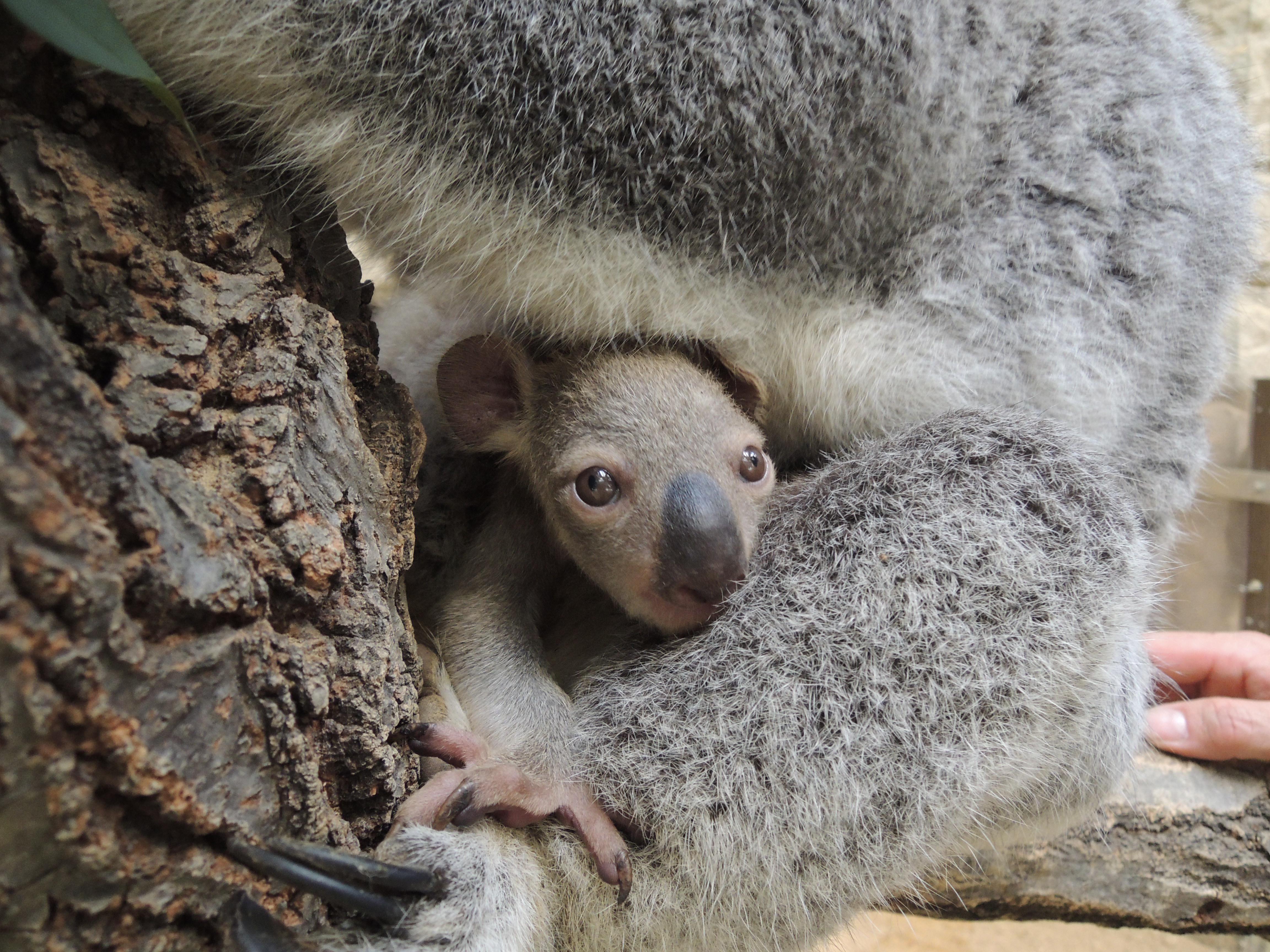 コアラ きらら をよろしく オフィシャルブログ 東山動植物園