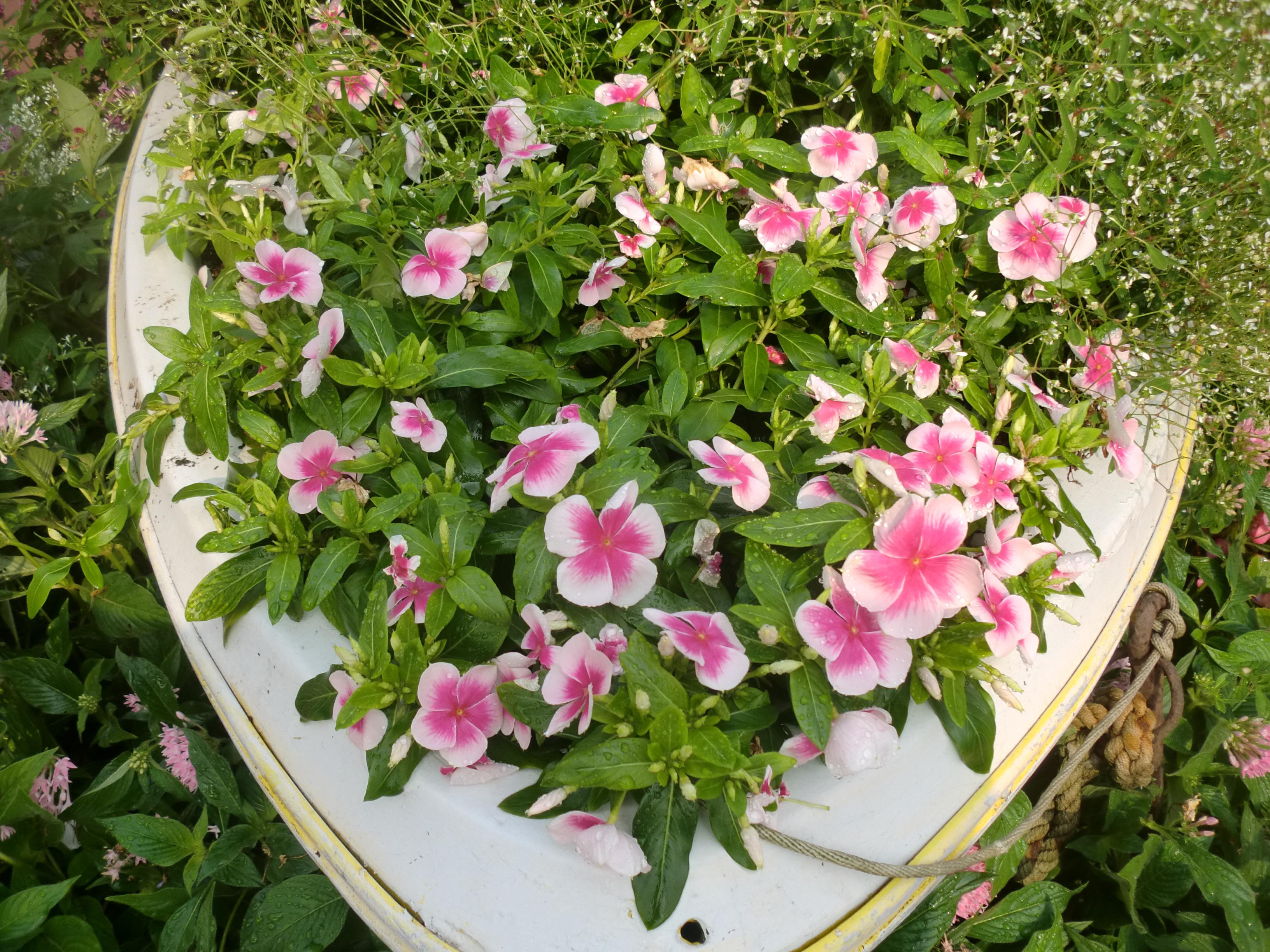 2階の花壇にお花を植えました オフィシャルブログ 東山動植物園