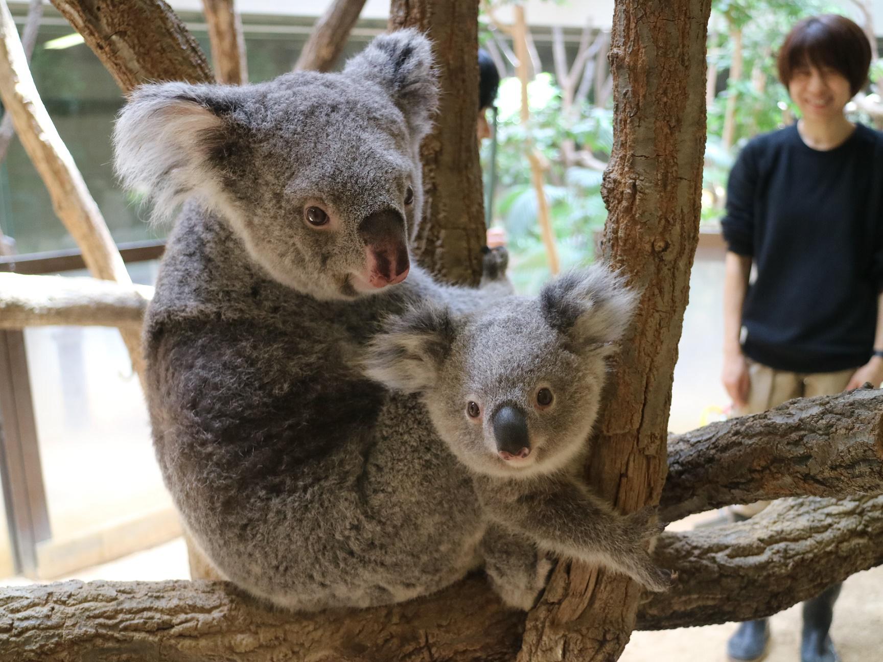 コアラの祖先が怖すぎる オフィシャルブログ 東山動植物園