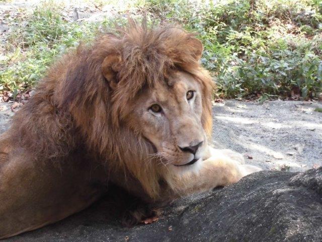 ライオンの顔 オフィシャルブログ 東山動植物園