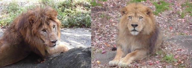 ライオンの顔 オフィシャルブログ 東山動植物園