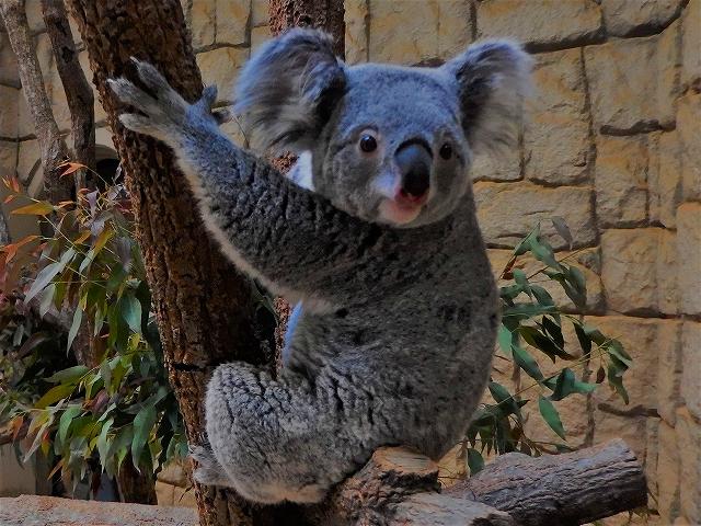 オーストラリアに生息する動物たちの豆知識 その１ オフィシャルブログ 東山動植物園