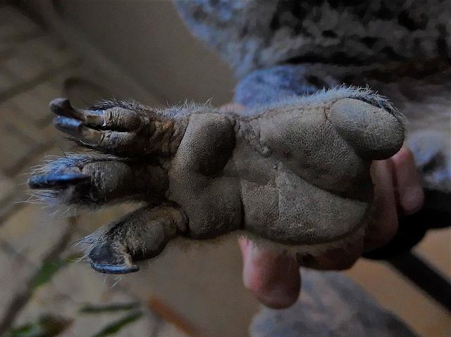 オーストラリアに生息する動物たちの豆知識 その１ オフィシャルブログ 東山動植物園