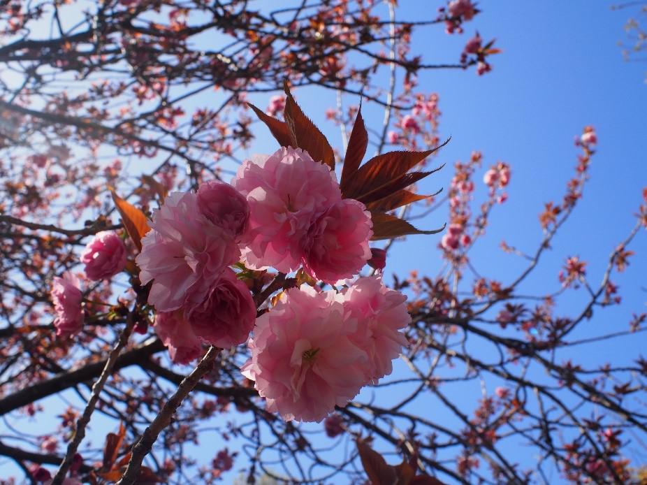 植物園の景色 オフィシャルブログ 東山動植物園