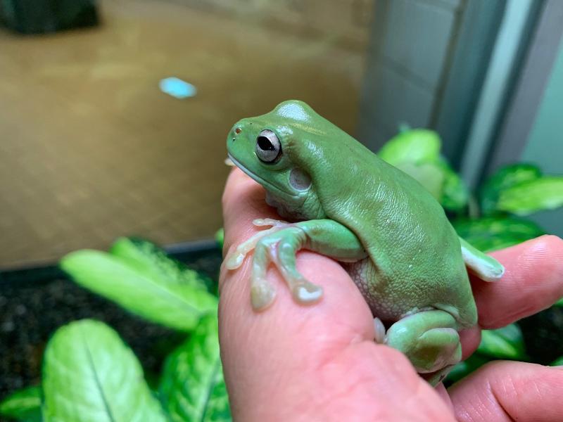 イエアメガエルに新たな仲間入り オフィシャルブログ 東山動植物園