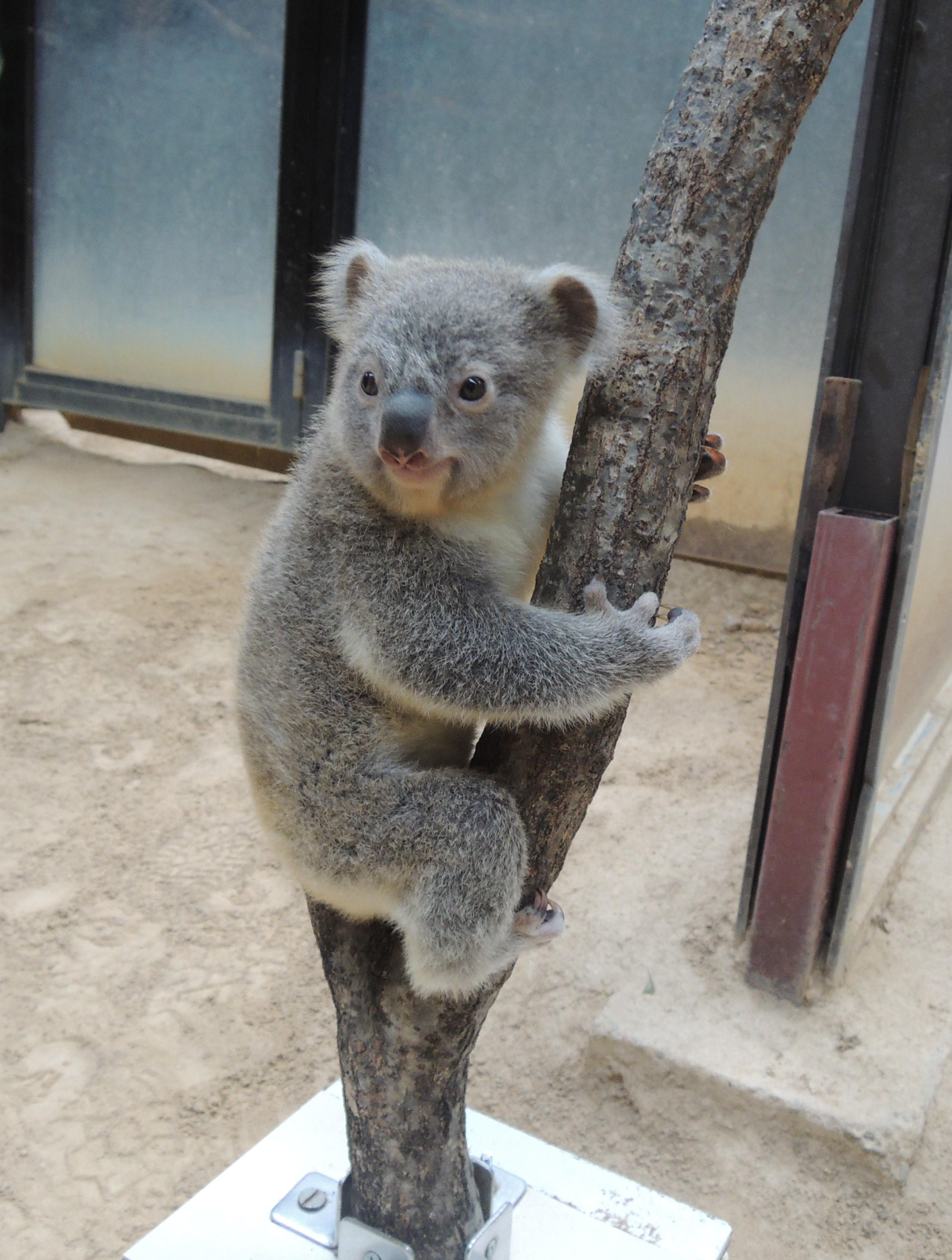 コアラの赤ちゃん記録 最後に性別の発表もあります オフィシャルブログ 東山動植物園