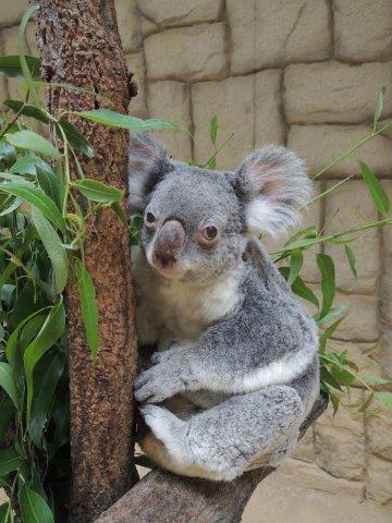 おばあちゃんコアラのクレメンツ オフィシャルブログ 東山動植物園