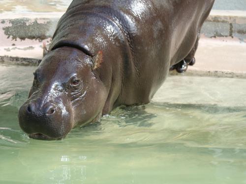 植物の色 蒲色 樺色 河馬色 かば色 オフィシャルブログ 東山動植物園