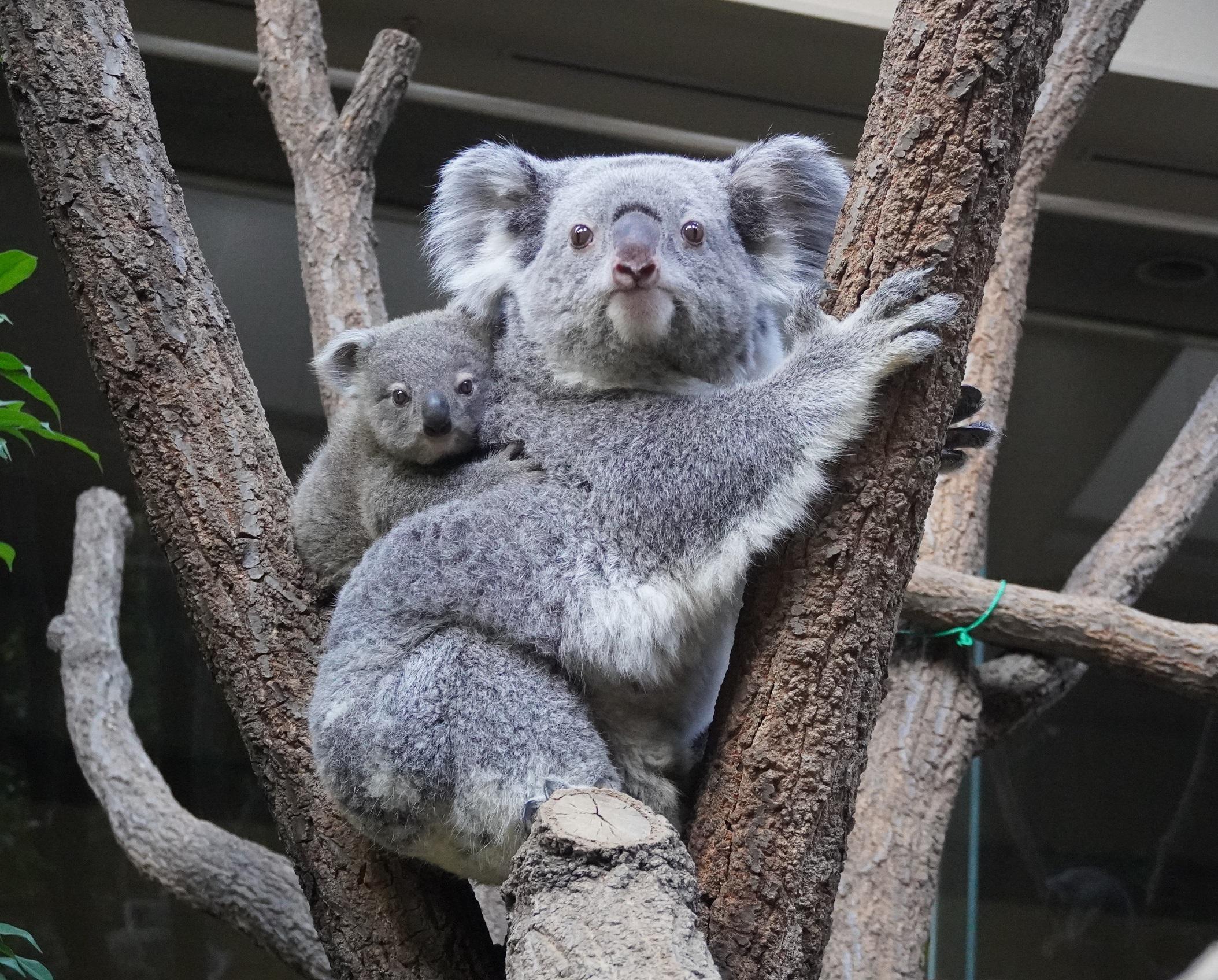 コアラの赤ちゃん愛称投票 イベントカレンダー 東山動植物園