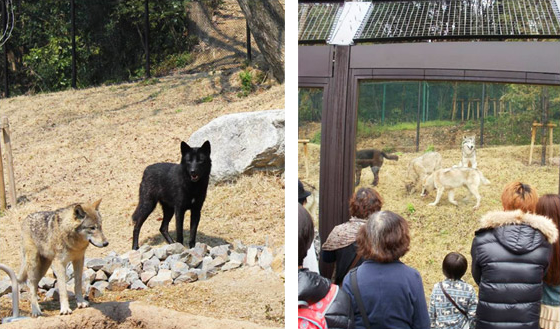 シンリンオオカミ舎（2012年4月オープン）の写真1