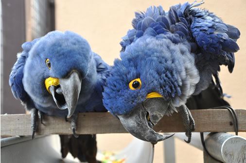 色鮮やかなインコの仲間たち