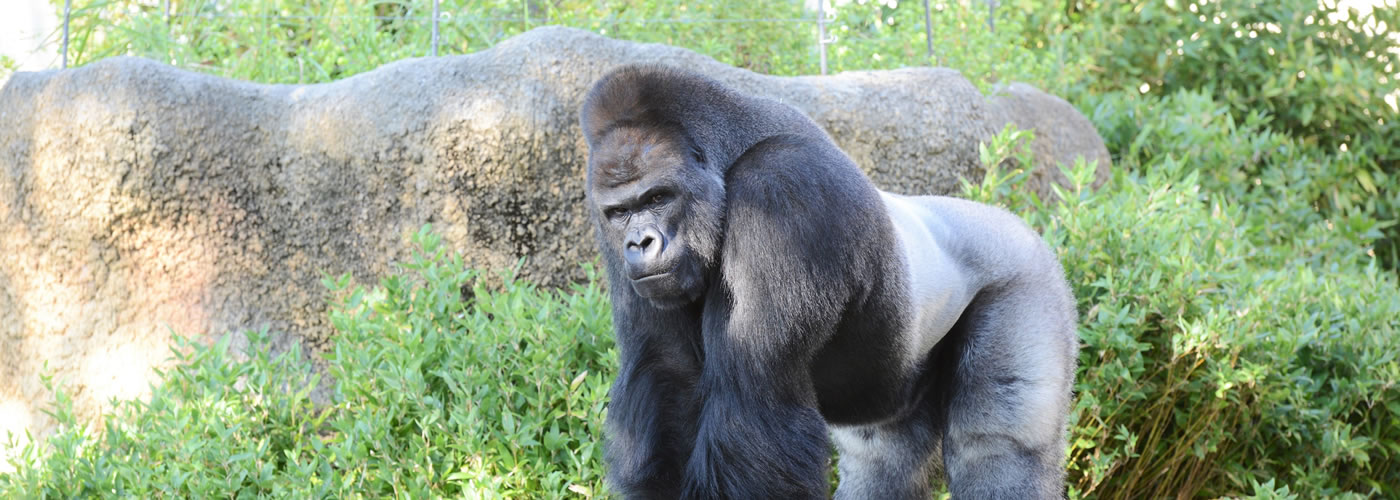 動物園で飼育されているゴリラの写真