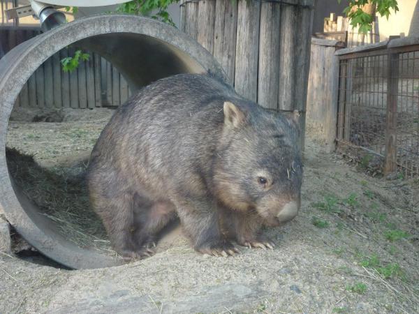 ウォンバットの ウォレス が転出します 新着のお知らせ 東山動植物園