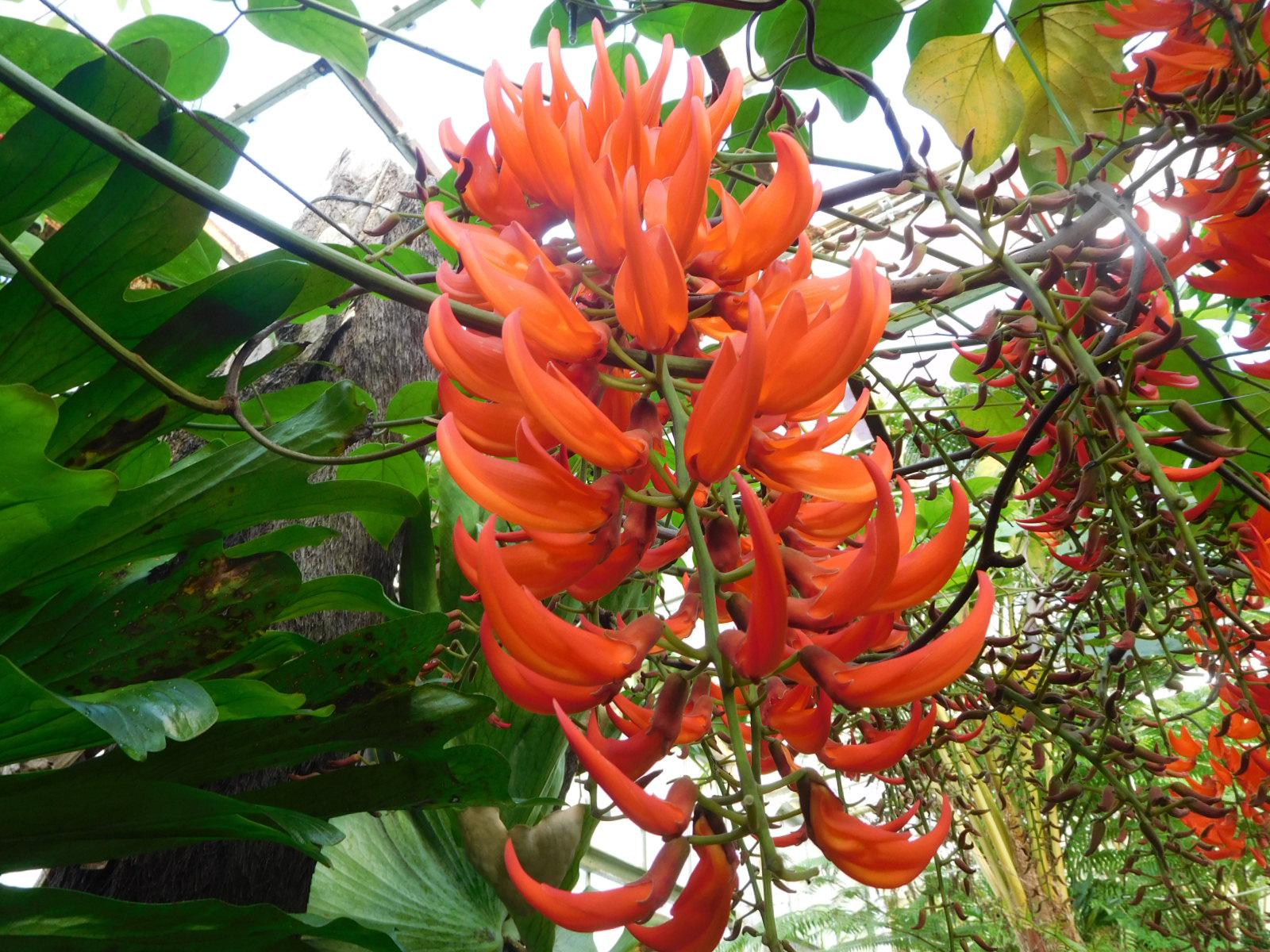 12月の花マップ 新着のお知らせ 東山動植物園